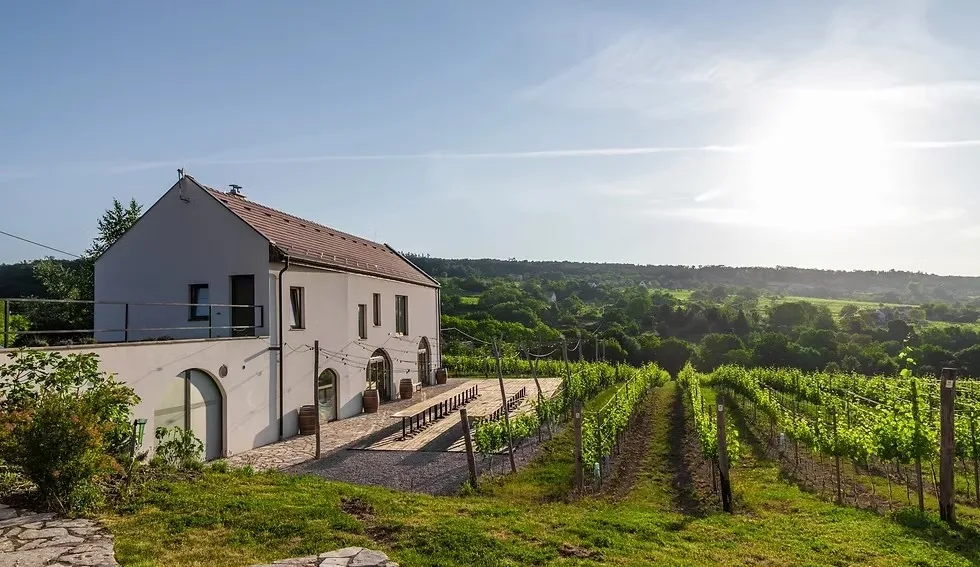 Nest Cottage birtok szőlősorokkal, Balaton-felvidék